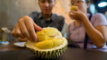 Download 930 Gambar Durian Ganjil Terbaru Gratis HD