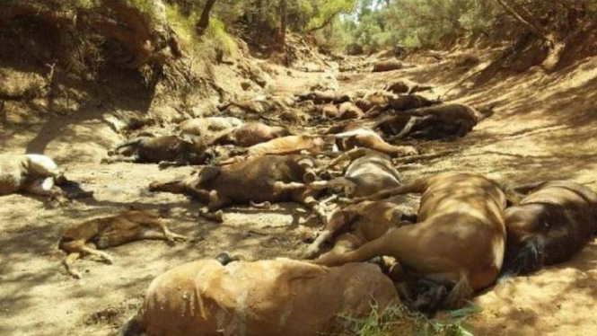 Puluhan kuda liar mati di kawasan Northern Territory Australia - RALPH TURNER