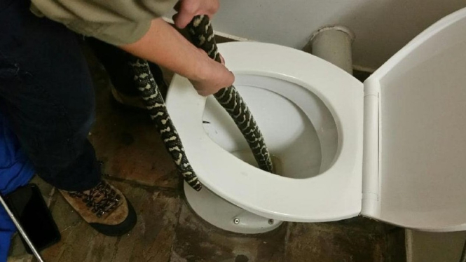 Pawang ular profesional dipanggil untuk menarik ular sanca sepanjang 1,5 meter dari dalam kloset