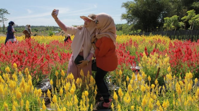  Taman Bunga Celosia  Garden Destinasi Wisata Hits di Aceh Jaya