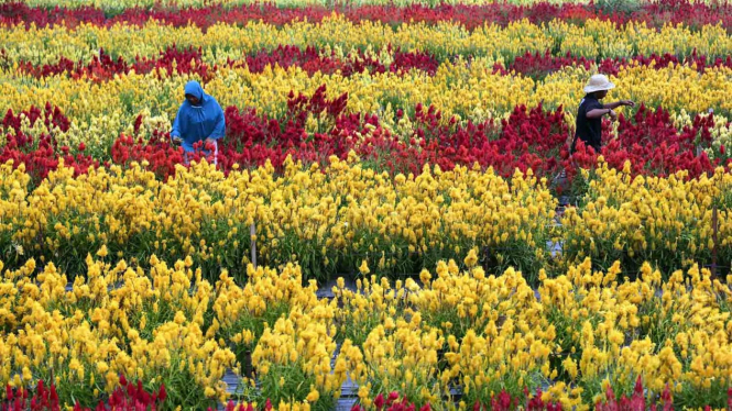 Menikmati Cantiknya Taman  Bunga  Celosia  di Aceh 