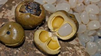 Menguak Manfaat Buah Lontar untuk Kesehatan Tubuh, Bisa Bantu Menurunkan Berat Badan