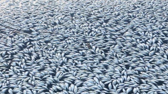 Sejak pertengahan bulan lalu, ratusan ribu ikan mati di sungai Darling River, New South Wales.