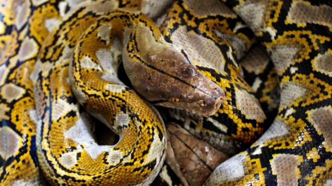 Ular Sanca batik (Python reticulatus) /Ilustrasi.