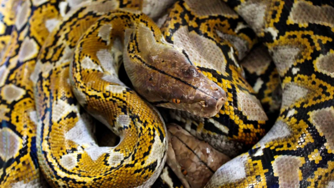 Ular Sanca batik (Python reticulatus) pemangsa ternak serahan warga diamankan dipenangkaran Balai Konservasi Sumber Daya Alam (KSDA) Aceh wilayah I Lhokseumawe, Aceh