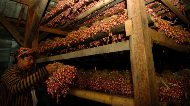 Seorang petani menata bibit bawang merah untuk proses pengasapan di gudang bibit bawang merah Desa Sidamulya, Brebes, Jawa Tengah