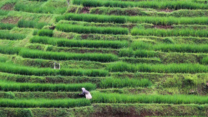 Petani merawat lahan sawah di kawasan perbukitan Pamulihan, Sumedang, Jawa Barat.
