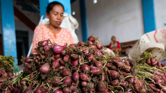 Pekerja menyortir bawang merah jenis Curut yang baru dipanen di Grogol, Gemuh, Kendal, Jawa Tengah