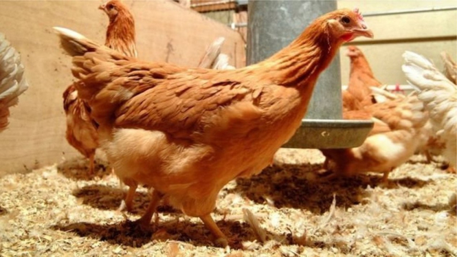 Ayam yang disuntik gen manusia diyakini dapat menghasilkan telur mengandung zat pencegah kanker. - NORRIE RUSSELL, THE ROSLIN INSTITUTE