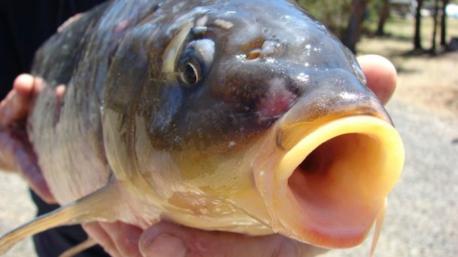 Ikan gurame yang di Australia dianggap sebagai hama, mampu bertahan dari kematian massal ikan air tawar dalam dua bulan terakhir di sungai Darling River.