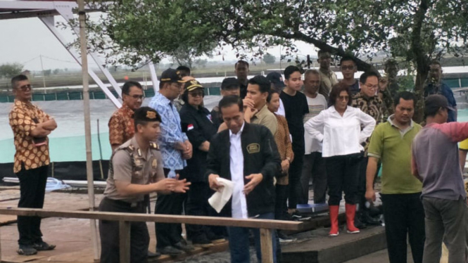 Tangan Jokowi berdarah saat panen udang