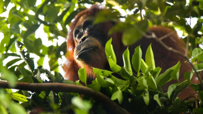 - CHAIDEER MAHYUDDIN/GETTY IMAGES