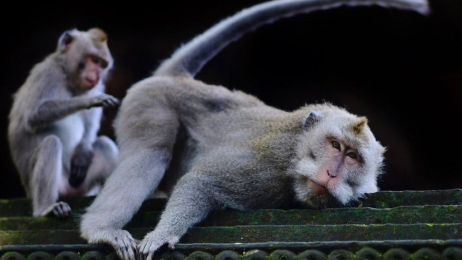 Monyet sedang beraksi-GABRIEL BOUYS/AFP