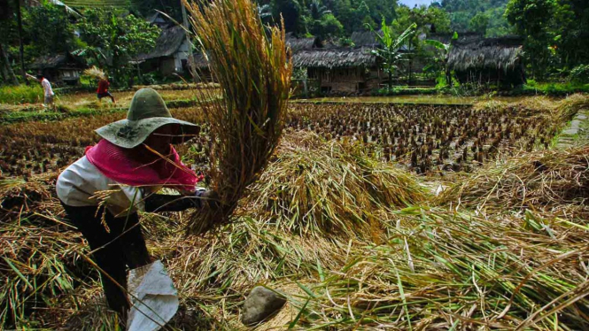Warga merontokan padi saat panen raya di Kampung Naga, Kabupaten Tasikmalaya, Jawa Barat.