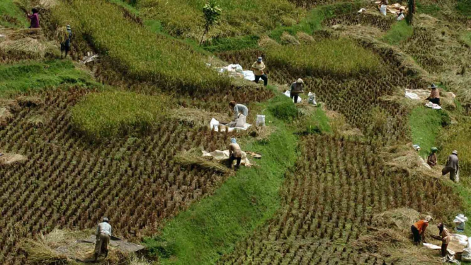 Batu yang dipakai warga untuk merontokan padi saat panen raya di Kampung Naga, Kabupaten Tasikmalaya, Jawa Barat.