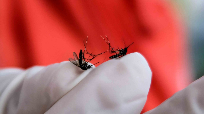 Petugas Dinas Kesehatan menunjukkan nyamuk saat melakukan kegiatan pemberantasan jentik nyamuk di kawasan kota Temanggung, Jawa Tengah