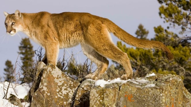 Mountain lion attacks in North America are very rare. File image - Getty Images