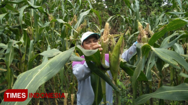 Unduh 47 Gambar Hama Jagung Paling Baru 