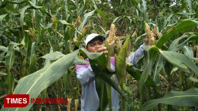 Petani jagung menunjukan tanaman jagung yang rusak akibat hama tikus, Jumat, (08/02/2019) (Foto: Achmad Choirudin/TIMESIndonesia)