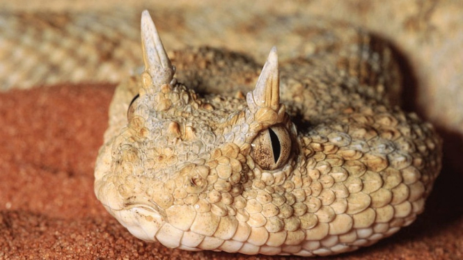 Ular Bertanduk (Horned Viper).