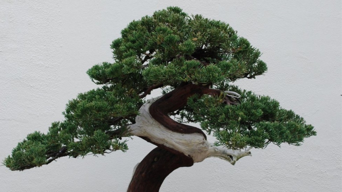 Pohon bonsai (foto ilustrasi)-Getty Images.
