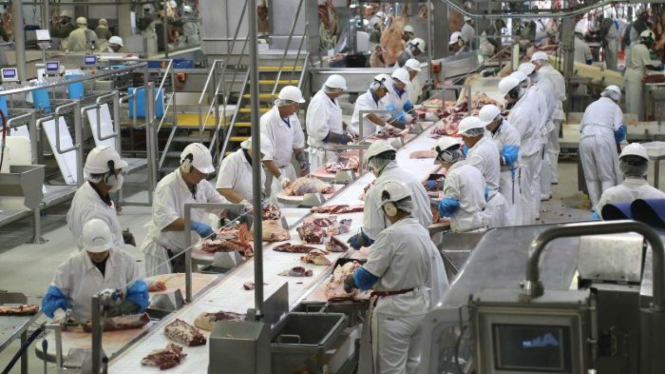 Salah satu pilihan bagi mereka yang ingin mengikuti program WHV adalah bekerja di pabrik pemotongan dan pengolahan daging.