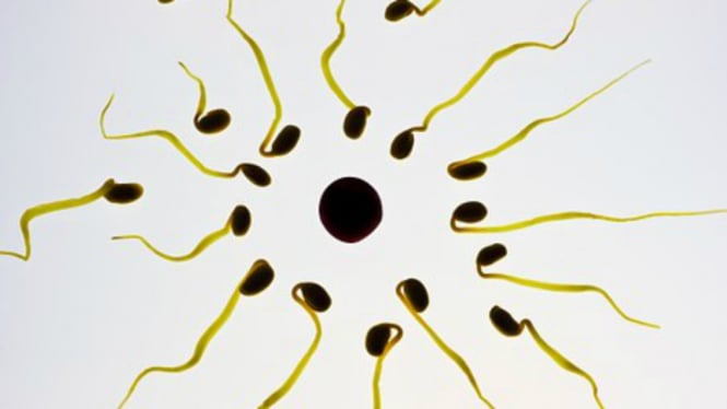 Ilustrasi sperma.