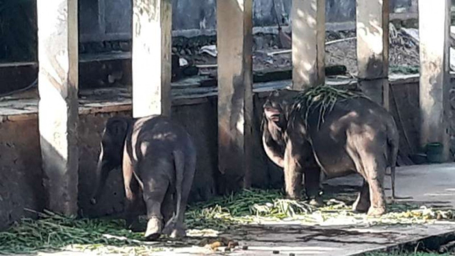 Dua gajah yang tersisa di Taman Satwa Taru Jurug (TSTJ) Solo, Jawa Tengah. 