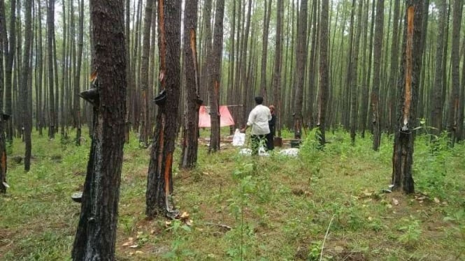 Hutan Pinus milik PT Tusam Hutani Lestari milik Prabowo di Aceh. 