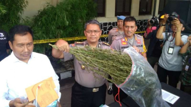 Polisi memperlihatkan beberapa barang bukti pohon ganja hasil yang ditanam seorang petani sebuah lahan Perhutani dalam konferensi pers di Yogyakarta pada Senin, 18 Februari 2019.