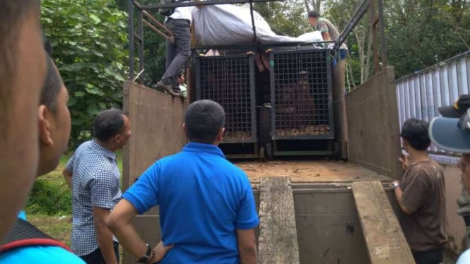 Taman Margasatwa Medan menerima sepasang orangutan kalimantan kiriman dari Kebun Binatang Ragunan Jakarta pada Rabu siang, 20 Febuari 2019.