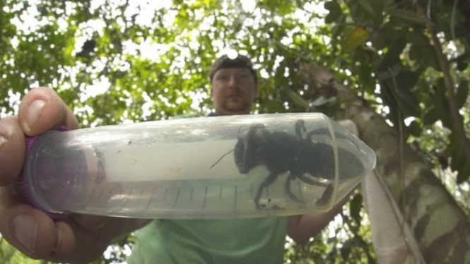 Seekor lebah raksasa betina Wallece ditemukan. - Clay Bolt