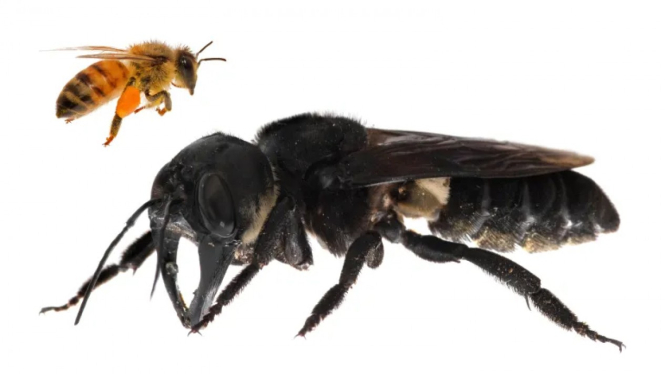 Lebah terbesar dunia (Megachile pluto) 