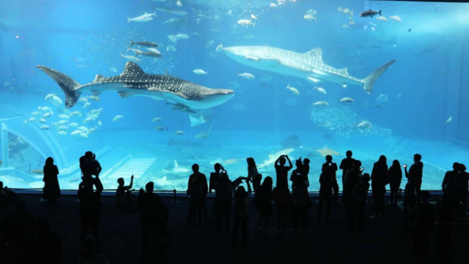 Churaumi Aquarium, Motobu, Jepang