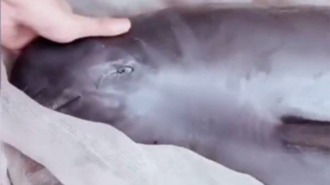 Seekor ikan porpoise menangis saat akan dijual di pasar.