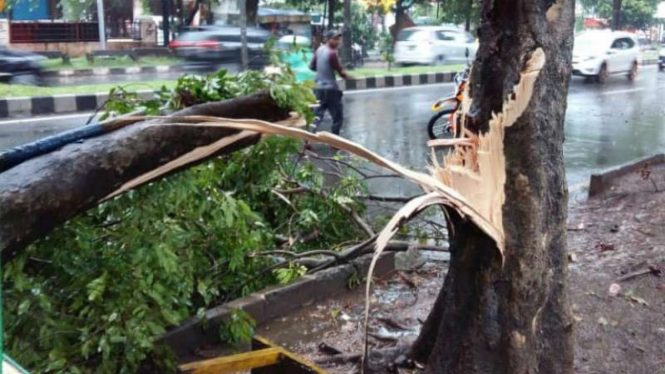 Pohon tumbang di Bogor beberapa waktu lalu.
