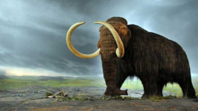 Mammoth berbulu.