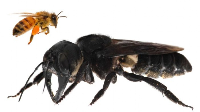 Lebah terbesar di dunia berhasil ditemukan kembali di Maluku oleh tim peneliti, termasuk dari Australia. Bentangan sayapnya mencapai 6 cm.