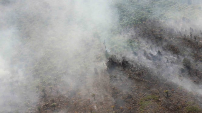 Kebakaran hutan dan lahan melanda perkebunan sawit rakyat di sejumlah titik di Desa Bukit Kerikil Bengkalis dan Desa Gurun Panjang di Dumai, Dumai Riau, Senin, 25 Februari 2019.