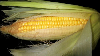 Menguak Manfaat Tersembunyi Jagung untuk Kesehatan