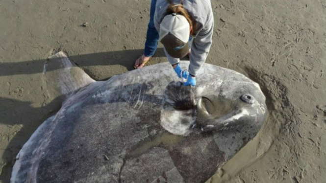 Ikan mola-mola terdampar di Santa Barbara, California