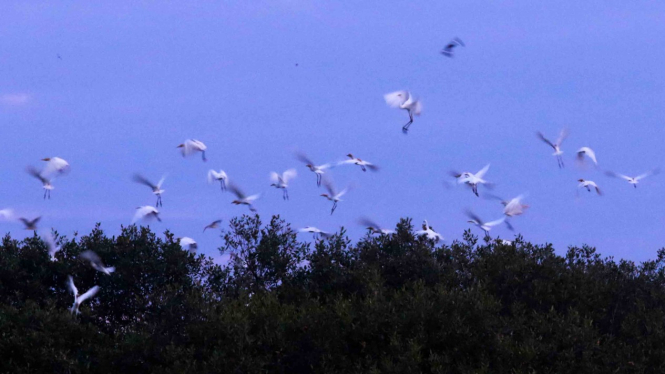 Burung blekok (Ardeidae) berada di kawasan konservasi hutan mangrove di Kampung Blekok, Situbondo, Jawa Timur, Senin, 26 Fabruari 2019.