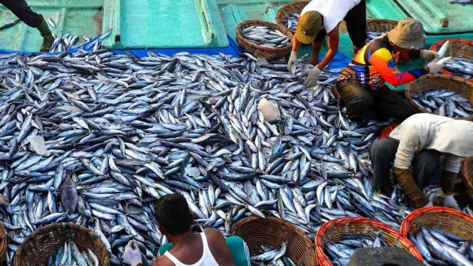 Nelayan menyortir ikan tongkol hasil tangkapan di Pelabuhan Perikanan Samudera Koetaraja, Banda Aceh, Aceh