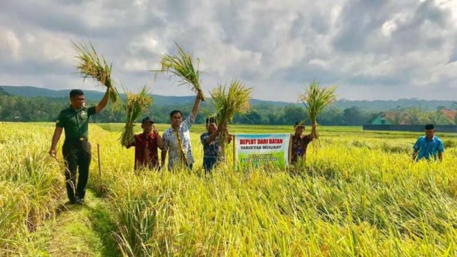 Politisi Partai Golkar, Wirendra Tjakrawerdaya menghadiri panen raya di Banyumas