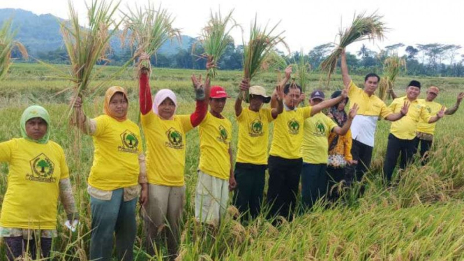 Panen raya di Purwojati, Banyumas, Jawa Tengah pakai pupuk hayati