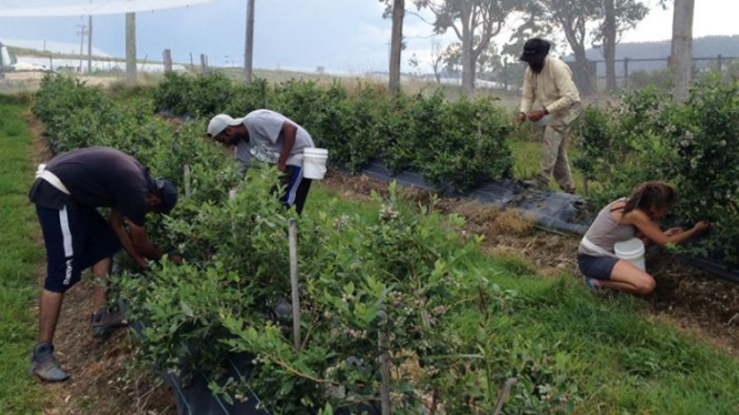 Petani Australia sangat tergantung pada pekerja ilegal untuk memanen buah seperti blueberries.