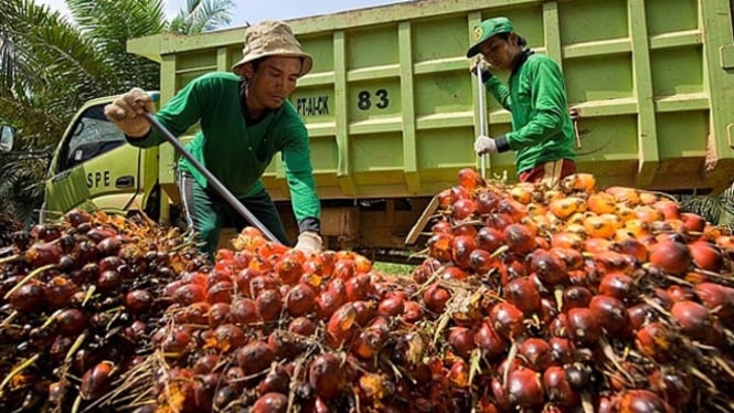 Meningkatkan pertumbuhan ekonomi Riau dengan mengubah kelapa sawit menjadi bahan bakar minyak. (Foto: industry.co.id)