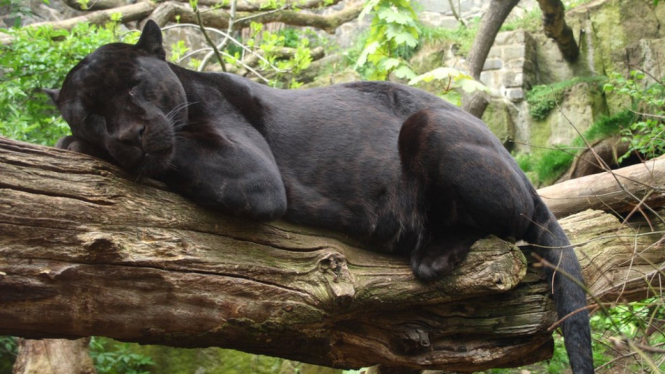 (Foto arsip) Pihak kebun binatang menegaskan tidak akan menghukum jaguar yang mencakar pengunjung. - Getty Images