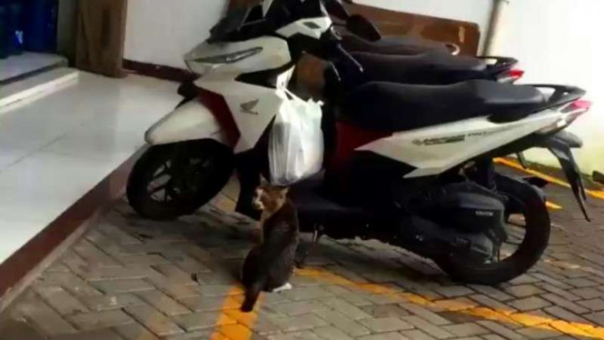 Kucing mencuri makanan yang digantung di sepeda motor