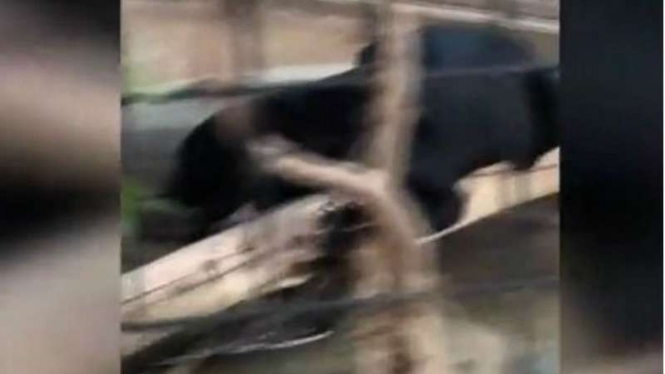 Black panther/puma yang menyerang wanita sedang selfie di AS